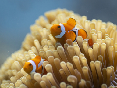 David Attenborough : documentaire sur la vie marine en péril