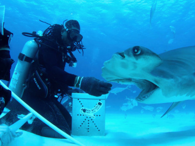 All the Sharks : une compétition aquatique spectaculaire sur Netflix dès le 4 juillet