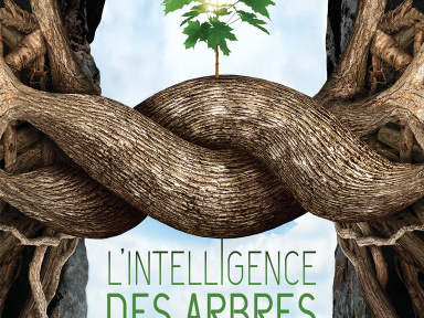 L'intelligence des Arbres : avant-premières et débats