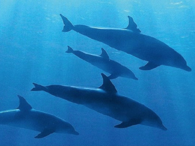 Le BHV Marais aux couleurs de Blue, le nouveau film Disneynature