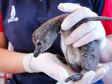 Un bébé manchot Royal est né à Sea Life Val d'Europe ! 