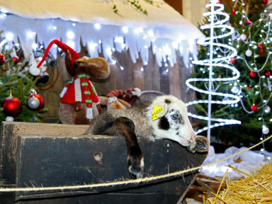 Les vacances de Noël 2019 à la Bergerie Nationale