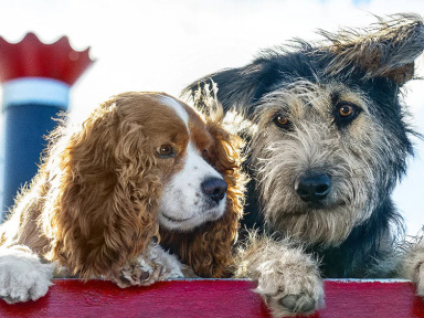 La Belle et le Clochard en Live Action sur Disney+