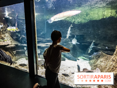 L'Aquarium de la Porte Dorée se renouvelle