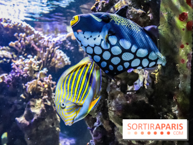 L'Aquarium de la Porte Dorée se renouvelle