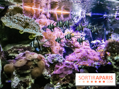 L'Aquarium de la Porte Dorée se renouvelle