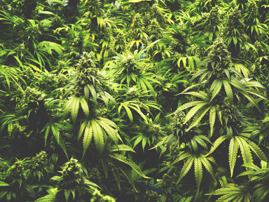 Le premier coffee shop parisien ouvre ses portes 