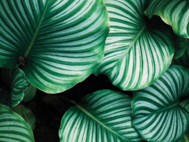 Première vente de plantes pour célibataires à Paris