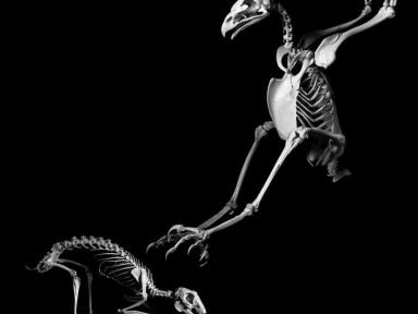 Exposition 'Evolution' au Musée de Préhistoire d'Ile-de-France