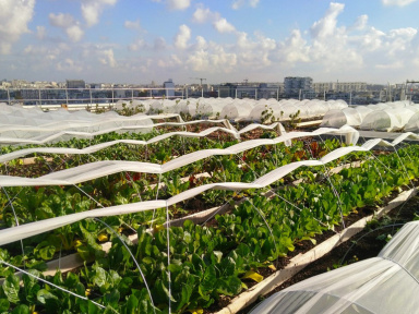 De la bière fabriquée sur les toits des hôtels Mercure Tour Eiffel et Montmartre