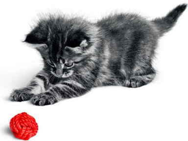 Des ateliers et des animations sur les chatons à la Gare Saint Lazare