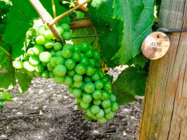 Pour la Fête des Pères 2019, adoptez des vignes et recevez un vin à votre nom