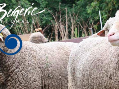 Un week-end à la ferme à la Bergerie nationale de Rambouillet
