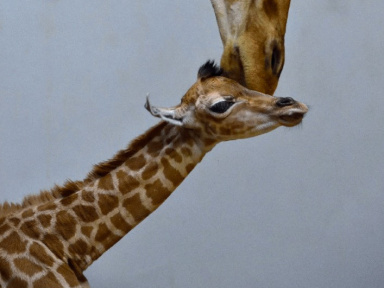 Naissance d'un girafon au Parc Zoologique de Paris