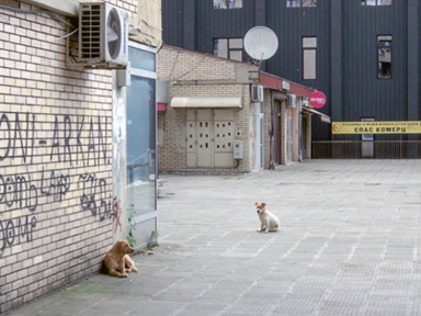 Cinema du Réel - Festival International de Films Documentaires 2020