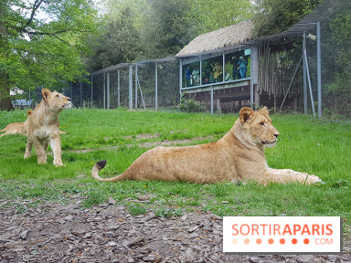 Zoo de Thoiry 2018 : les photos