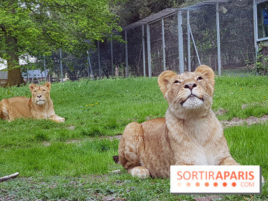 Zoo de Thoiry 2018 : les photos