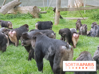 Zoo de Thoiry 2018 : les photos