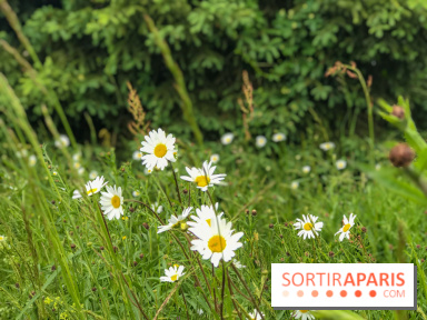 L'Arboretum de Versailles - Chevreloup