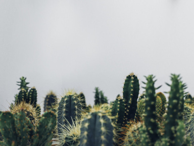 Grande vente de plantes aromatiques, potagères et d’intérieur (spécial cactus) dès 2 euros 