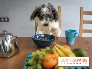 Cafe des chiens, café à chien, bar à chien