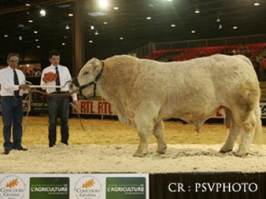 Vachement bien, le Concours général Agricole d'animaux !