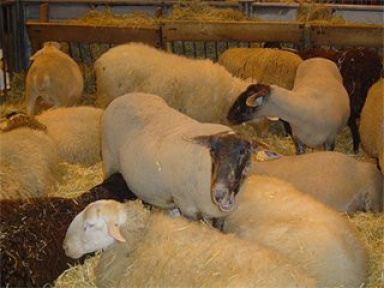 Salon de l'Agriculture 2009 : un cru record