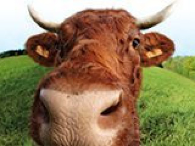 Des animations pour les enfants au Salon de l'Agriculture 2010