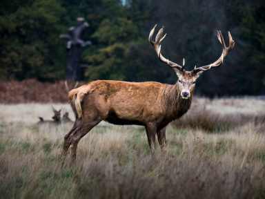La maladie du cerf-zombie, qu'est-ce que c'est ? Et peut-elle se propager à l'homme ? 