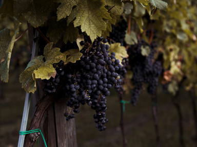 Journées du Patrimoine 2025 au Domaine de la Bouche du Roi à Davron 