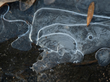 Neige et verglas : vos poissons d'étang tiennent-ils le coup et que faut-il vraiment surveiller ?
