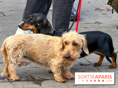 Paris Sausage Walk 2026 : la marche des teckels s'offre les Champs-Élysées pour la première fois !