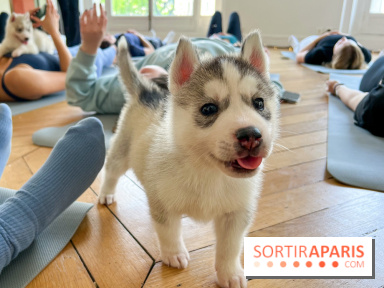 Puppy Yoga Paris, des séances de yoga tout en câlins avec d'adorables chiots - Prochaines dates