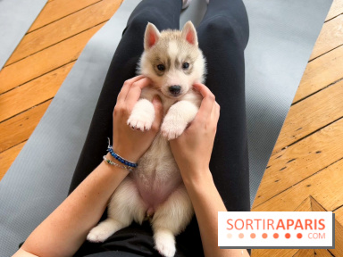 Puppy Yoga Paris, des séances de yoga tout en câlins avec d'adorables chiots - Prochaines dates