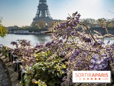 Visuel Paris glycine Tour Eiffel Seine
