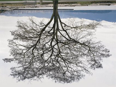 Jeu de Paume, Jericho Beach Tree, Rodney Graham, 
