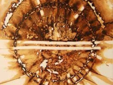 Christian Jaccard, Galerie Guillaume, Exposition