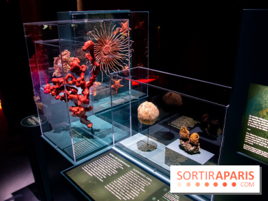 Océan, l'exposition à la Grande Galerie de l'Evolution