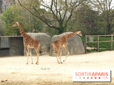 Parc Zoologique de Paris 2019