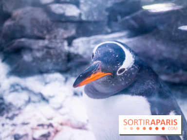 Les petits déjeuners avec les manchots de l'aquarium Sea Life