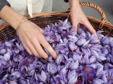 Cueillette de safran sur les toits de Paris