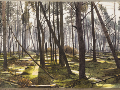 A bois perdu, l'exposition à la Fondation Custodia