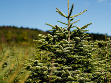 Noël 2020 : une vente éphémère de sapins de Noël bios organisée par Mon Petit Coin Vert