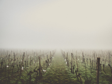 Gel des vignes : une baisse de 30% de la production de vin à craindre cette année