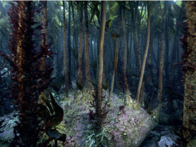 Algues marines, l'exposition fascinante à l'Aquarium tropical de la Porte Dorée