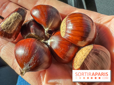 Fruit d'automne : marron ou châtaigne, comment reconnaître les fruits comestibles en forêt