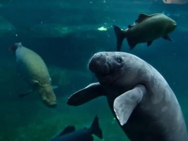 Le Parc Zoologique de Paris accueille une nouvelle pensionnaire aquatique