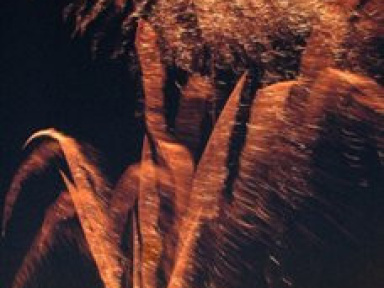 feu d'artifice