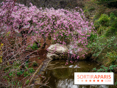 Cerisiers en fleurs à paris et aux alentours - Parc Montsouris