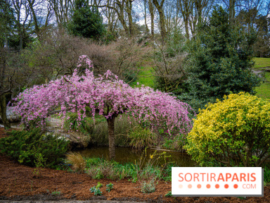 Cerisiers en fleurs à paris et aux alentours - Parc Montsouris